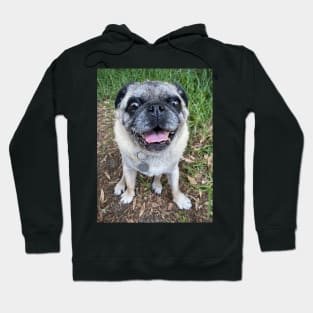 Cute pug dog sitting near grass Hoodie